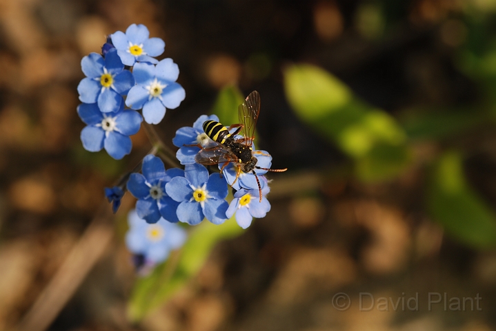 Nomada goodeniana.JPG - Nomada goodeniana - Cotswolds
